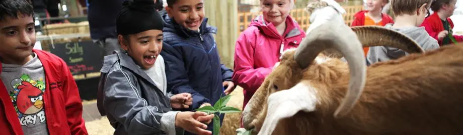 Goats at Ash End Farm