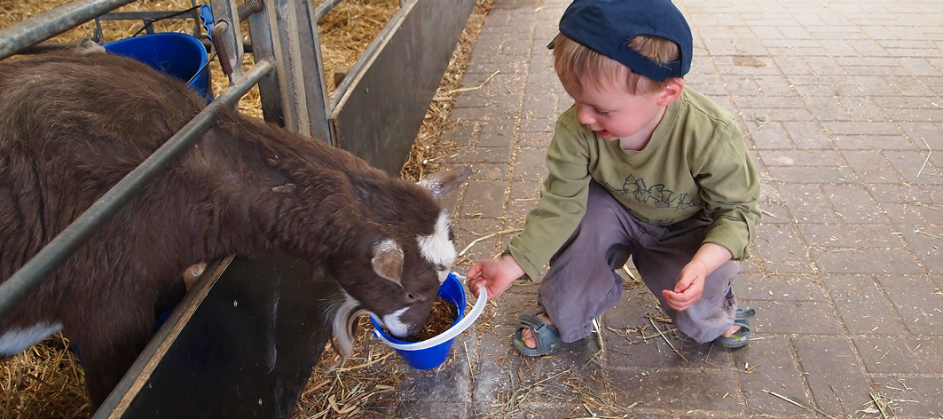 A child with a goat at Ash End Farm